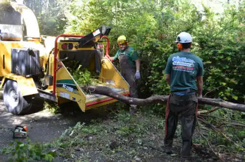 tree services Winchester